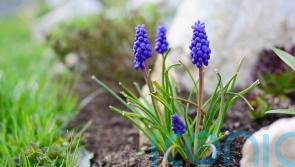 Are grape hyacinths good for you?