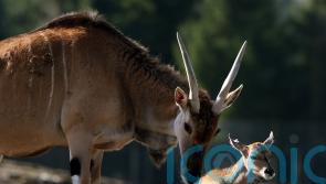 Man gored to death by antelope in Swedish animal park