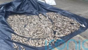 2,250 fish found dead in Donegal river
