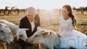 Animal-mad vegan couple who met working at a farmyard sanctuary celebrate tying the knot in photoshoot alongside their favourite sheep