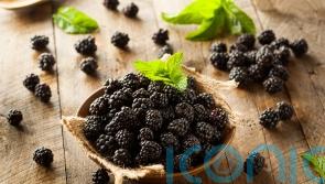 How to grow your own blackberries