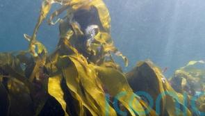 Plymouth’s kelp forest to be dedicated to the Queen