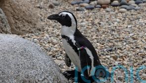 San Diego Zoo penguin fitted with orthopaedic footwear