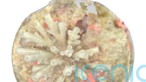 Researchers use latest dental scanning technology to study young coral