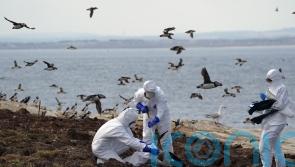 Rare wild birds among many species hit by ‘unprecedented’ avian flu outbreak
