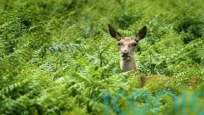 Young deer could starve if mothers shot in controversial cull, gamekeepers warn
