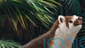 Prehistoric mammals grew up twice as fast, research suggests