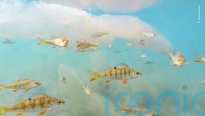 First images for Wildlife Photographer of the Year competition revealed
