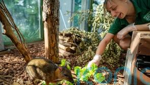 Staff at Bristol Zoo bid a fond farewell to Clifton site