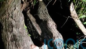 Firefighters free cow’s head from tree after ‘udderly ridiculous’ incident