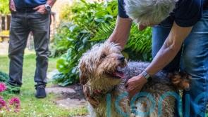 Dog thrown from lorry at 50mph finds new home and happiness