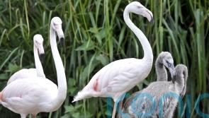 Married ‘next to butterflies and flamingos’: People recall Bristol Zoo memories