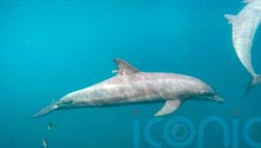 Rescued dolphins swim free from rehabilitation centre in Indonesia