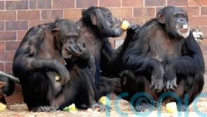 Primate behaviour changed as zoos closed for pandemic, study suggests