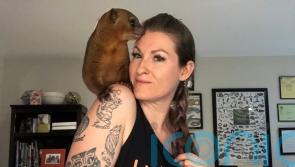 Animal-mad woman turns her home into a rescue sanctuary and has the ashes of her beloved dead cat and a tragic baby fox tattooed into her skin