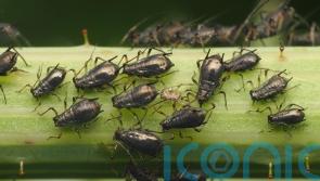 How have garden insects fared this summer?