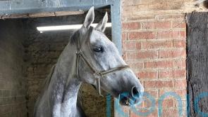 Buzz making excellent progress in return from serious injury