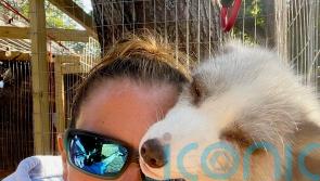 Animal lover welcomes 7 foxes into her home – and accepts they might chew her shoes or “do their business on the floor”