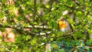 TV gardening expert Kate Bradbury&rsquo;s top 5 pollution-busting trees to plant