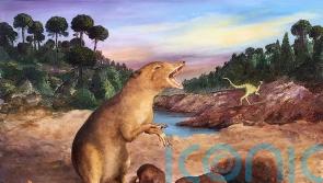 Earliest known mammal identified using fossil tooth records