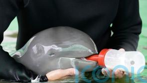 Rescued Irrawaddy dolphin calf dies despite weeks of care