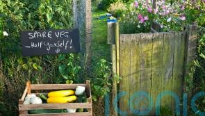 Ways to be less wasteful in the garden