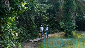 Africa looks to grow its carbon market with forest schemes