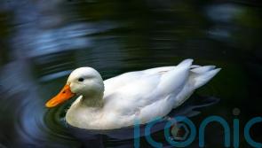 Dog attack leaves 69 ducks dead and 30 injured on Elgin farm