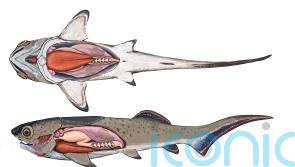 380m-year-old ‘beautifully preserved’ fish heart is oldest ever found