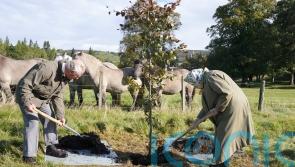 Jubilee scheme extended for people to plant trees in memory of the Queen
