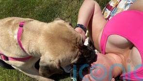 Video: Paraplegic pooch goes viral after ditching her wheelchair to ‘run around like a T-Rex’