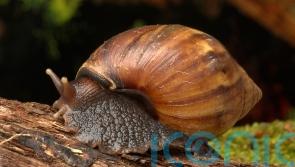 Trail of slime leads German customs officials to bags of giant snails