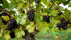 Former chief executive returns as adviser to troubled Naked Wines