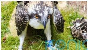 Osprey found to have hitched a lift on ships during migration