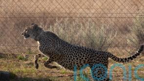 Cheetahs to be flown to India in attempt at reintroduction after 70 years