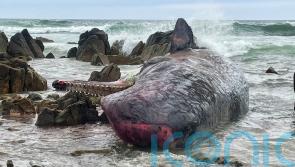 14 dead sperm whales found beached on Australian island