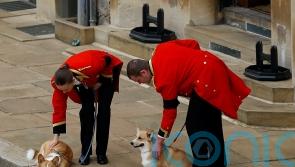 Queen’s corgis will understand emotion of missing the monarch, says dog expert