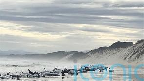 Rescue efforts under way as 230 whales beached in Tasmania