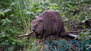 Strategy to expand Scotland’s beaver population developed
