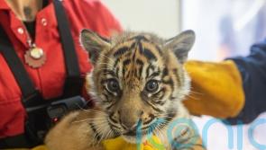 London Zoo staff get ‘mega workout’ holding tiger cub triplets for health check