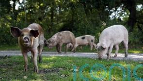 Hundreds of pigs released in annual pannage to hoover up New Forest acorns