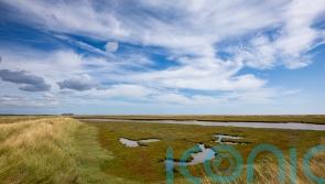 Bumper year for breeding birds at key coastal nature reserve – National Trust