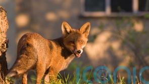 Rewilding in cities can tackle climate-driven heatwaves and floods – ZSL