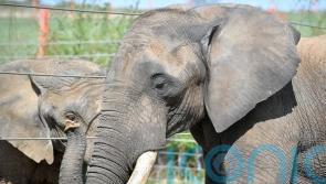 ‘Hundreds’ of ivory items remain on sale in UK despite near total ban – charity