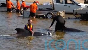 32 pilot whales rescued out of 230 stranded on Australian coast