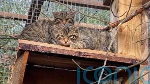 Almost two dozen kittens born in project to save ‘Highland Tiger’