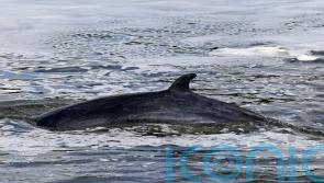 Study sheds light on why whales do not get brain damage when they swim