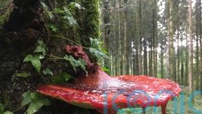 ‘Blood-oozing’ fungus and a cranefly in disguise: Weird woodland nature revealed