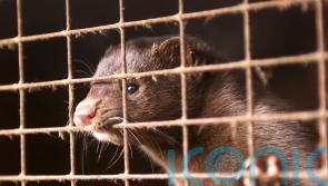 Denmark to allow mink breeding to resume next year