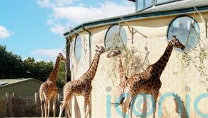 Zoo welcomes new giraffe arrival with a love-heart on its cheek